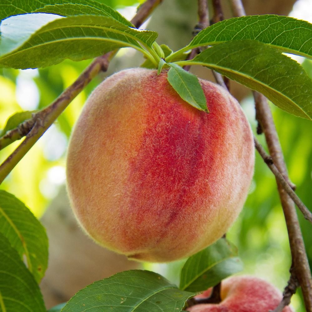 فوراور آلوئه بیتس ان پیچز 